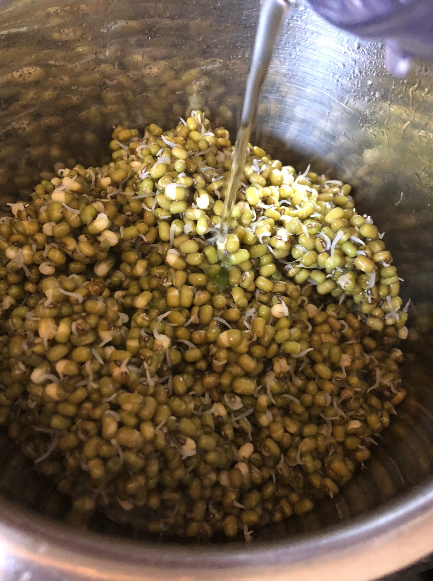 Adding water on top of sprouted beans