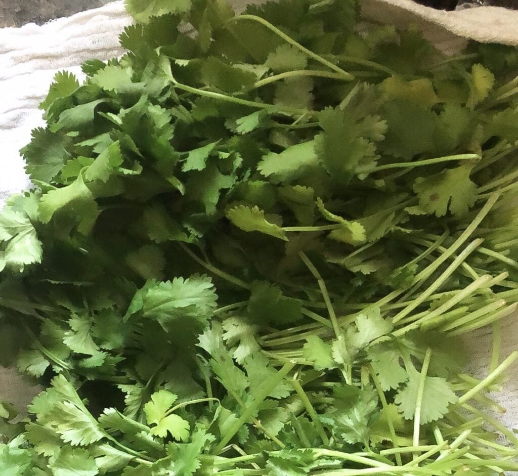 Keeping Cilantro Fresh