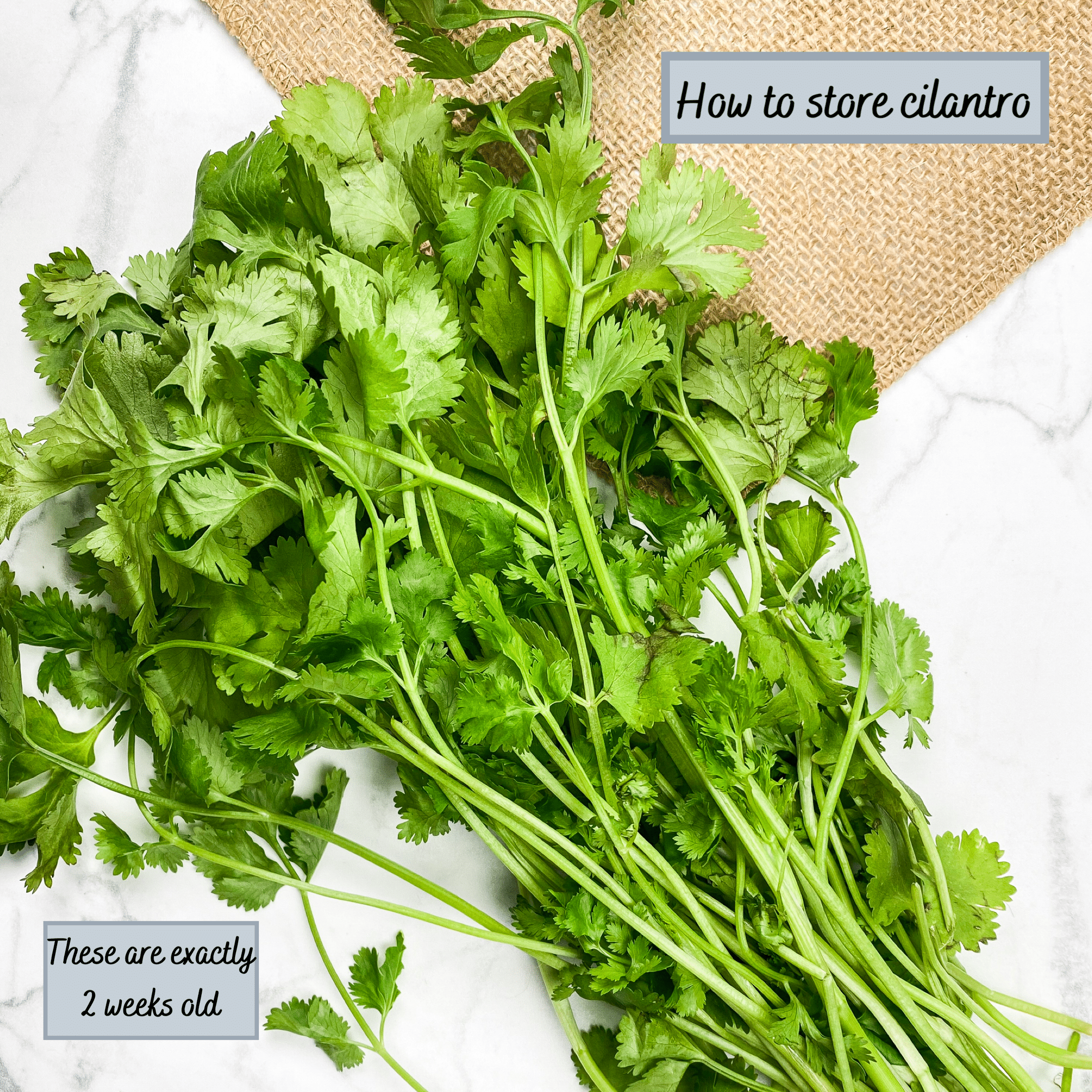 Keeping cilantro fresh for weeks. How to store them